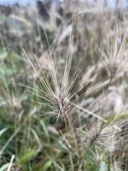 Hordeinae