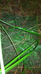 Ranoidea lesueuri