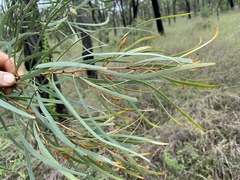 Hakea arborescens