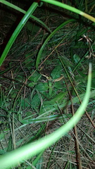 Ranoidea lesueuri
