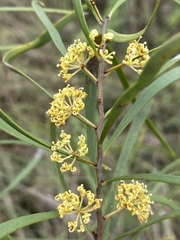 Hakea arborescens