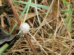 Ariophanta exilis