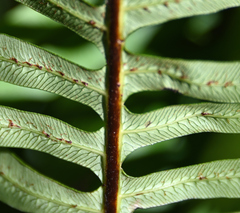 Blechnum nudum