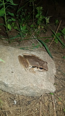 Ranoidea lesueuri