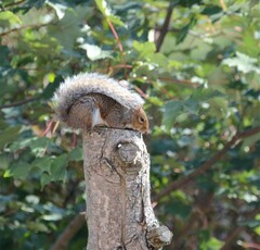 Sciurus carolinensis