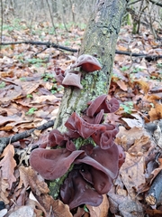 Auricularia auricula-judae