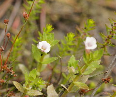 Gratiola peruviana
