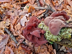 Auricularia auricula-judae