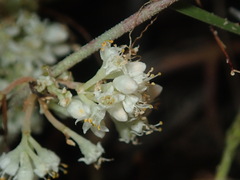 Cuscuta umbellata