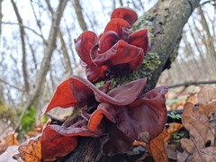 Auricularia auricula-judae
