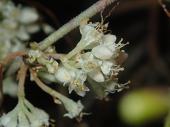 Cuscuta umbellata