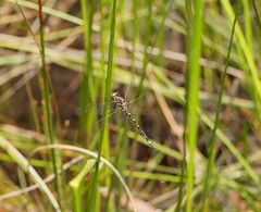 Synthemis eustalacta