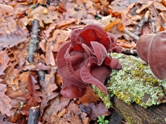 Auricularia auricula-judae