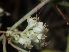 Cuscuta umbellata
