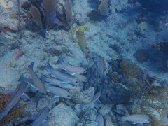 Lachnolaimus maximus