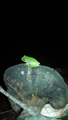 Ranoidea phyllochroa