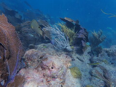 Lachnolaimus maximus