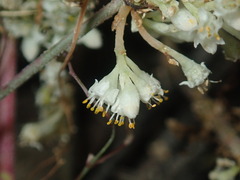 Cuscuta umbellata