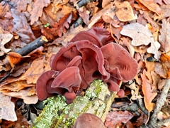 Auricularia auricula-judae