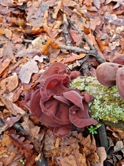 Auricularia auricula-judae