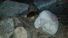 Ranoidea lesueuri