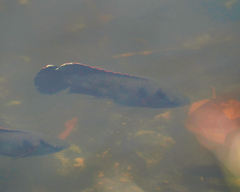 Hemichromis elongatus