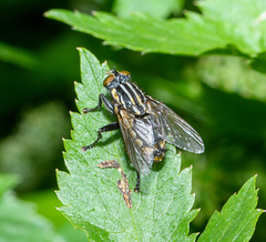 Oxysarcodexia varia