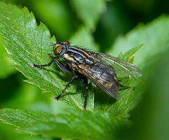 Oxysarcodexia varia