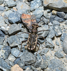 Neocicindela tuberculata