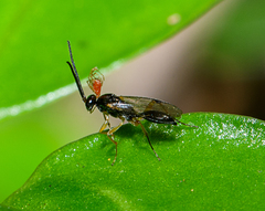 Proctotrupidae
