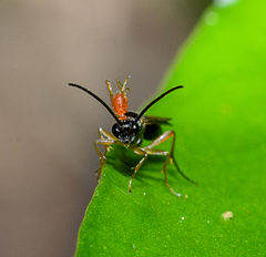 Proctotrupidae