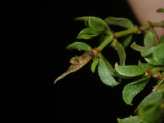 Asphondylia silicula