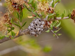 Melaleuca thymoides