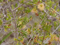 Melaleuca thymoides