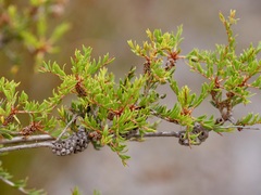 Melaleuca thymoides