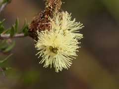 Melaleuca thymoides