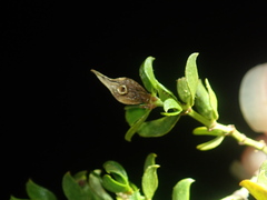 Asphondylia silicula