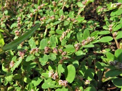 Euphorbia humistrata