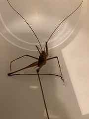 Pachyrhamma acanthocerum