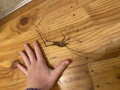 Pachyrhamma acanthocerum