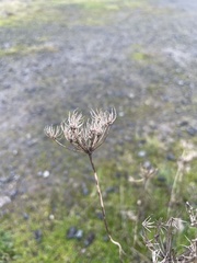 Carum carvi