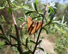 Endotricha pyrosalis