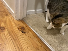 Pachyrhamma acanthocerum