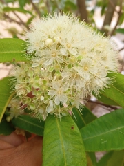 Backhousia citriodora