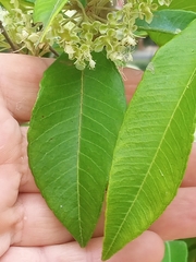Backhousia citriodora