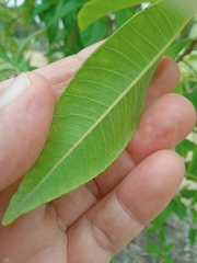 Backhousia citriodora