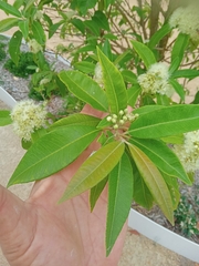 Backhousia citriodora