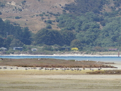 Limosa lapponica baueri