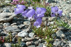 Campanula cochleariifolia