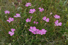 Dianthus pavonius